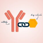 illustration showing antibody-drug conjugates